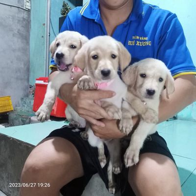 Giống Labrador, màu vàng bò , 3 tháng,…. Mua bán Chó tại Huyện Châu Thành A Hậu Giang được đăng bởi Phùng hoàng sang 