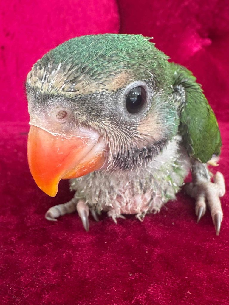 Chim Vẹt non Xanh lá. Mua bán Chim tại Quận 5 Tp Hồ Chí Minh được đăng bởi Lan HQ hình 1