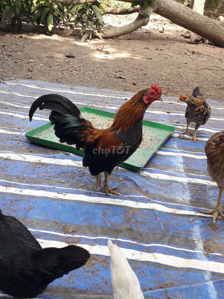 Gà tre kiểng trống. Mua bán Gà tại Huyện Kế Sách Sóc Trăng được đăng bởi Giang Nguyen hình 1