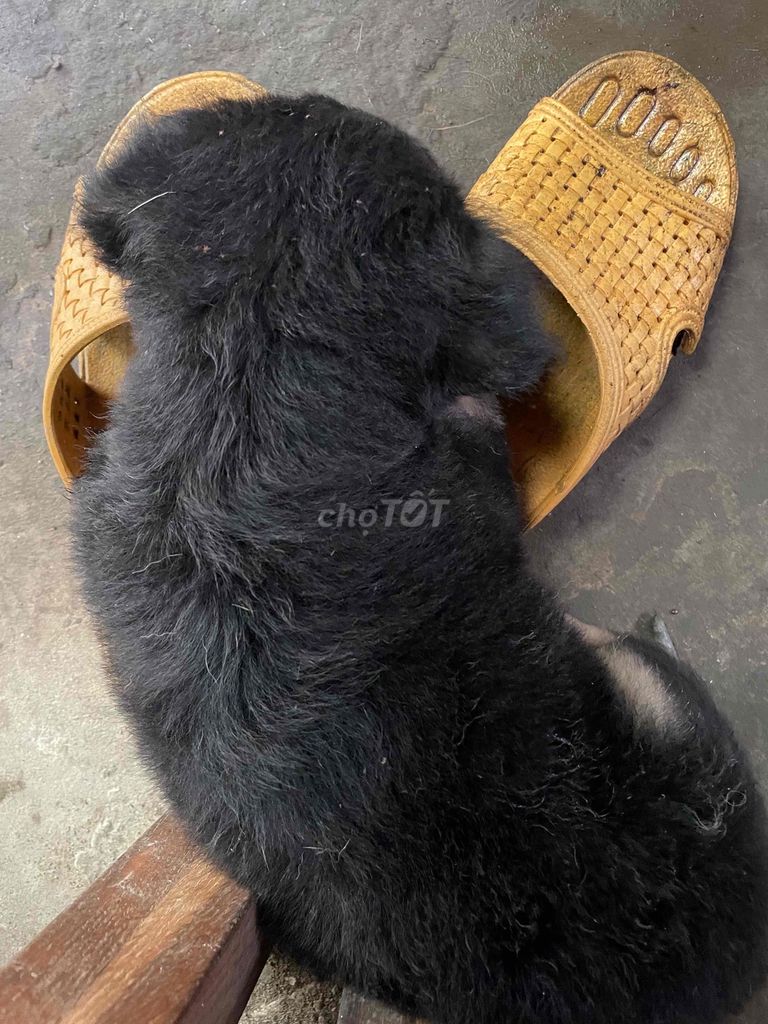 Chó Nhật lai đực 40 ngày tuổi. Mua bán Chó tại Huyện Long Hồ Vĩnh Long được đăng bởi Thuý hình 1