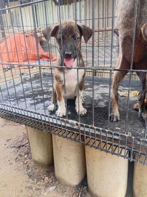 Chó Phú Quốc cái đã tiêm ngừa