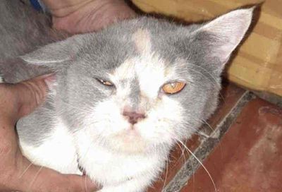 khách không có thời gian chăm bass lại. Mua bán Mèo tại Huyện Lai Vung Đồng Tháp được đăng bởi MK cattery