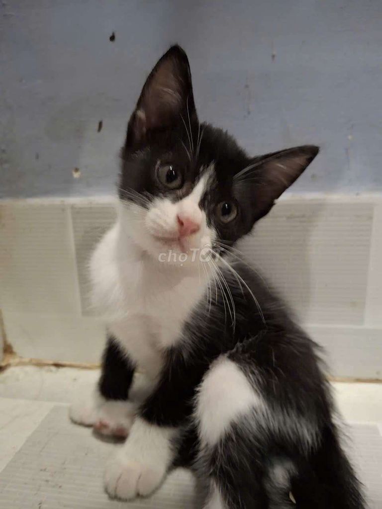 🐈 Boss nhỏ Anh lông ngắn. Mua bán Mèo tại Thị xã Tân Uyên Bình Dương được đăng bởi Minh Tú hình 1