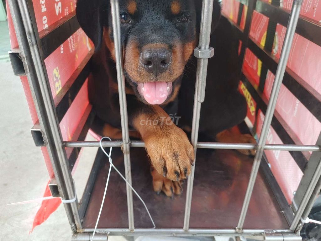 Rottweiler.TNTN