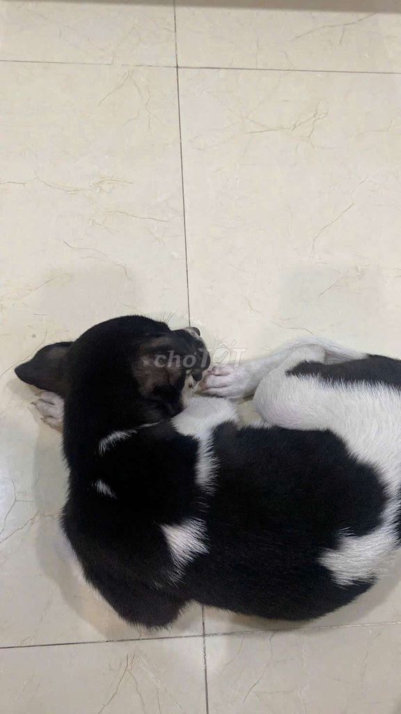 Chó Poodle đen trắng nhanh nhẹn, quấn chủ. Mua bán Chó tại Quận Hải Châu Đà Nẵng được đăng bởi bảo khang lê hình 1