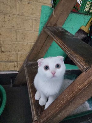 Bạn mèo ALN tai cụp giống đực màu trắng.. Mua bán Mèo tại Quận Bắc Từ Liêm Hà Nội được đăng bởi andong138 hình 1