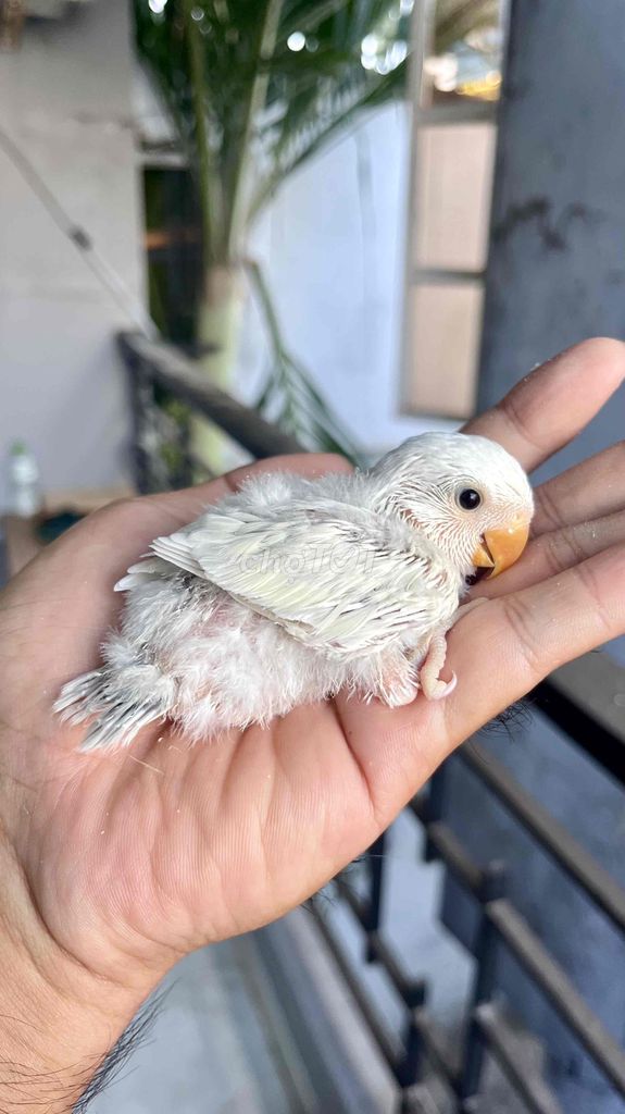 Vẹt Lovebird Turquoise Palid non. Mua bán Chim tại Quận 6 Tp Hồ Chí Minh được đăng bởi biozone hình 1