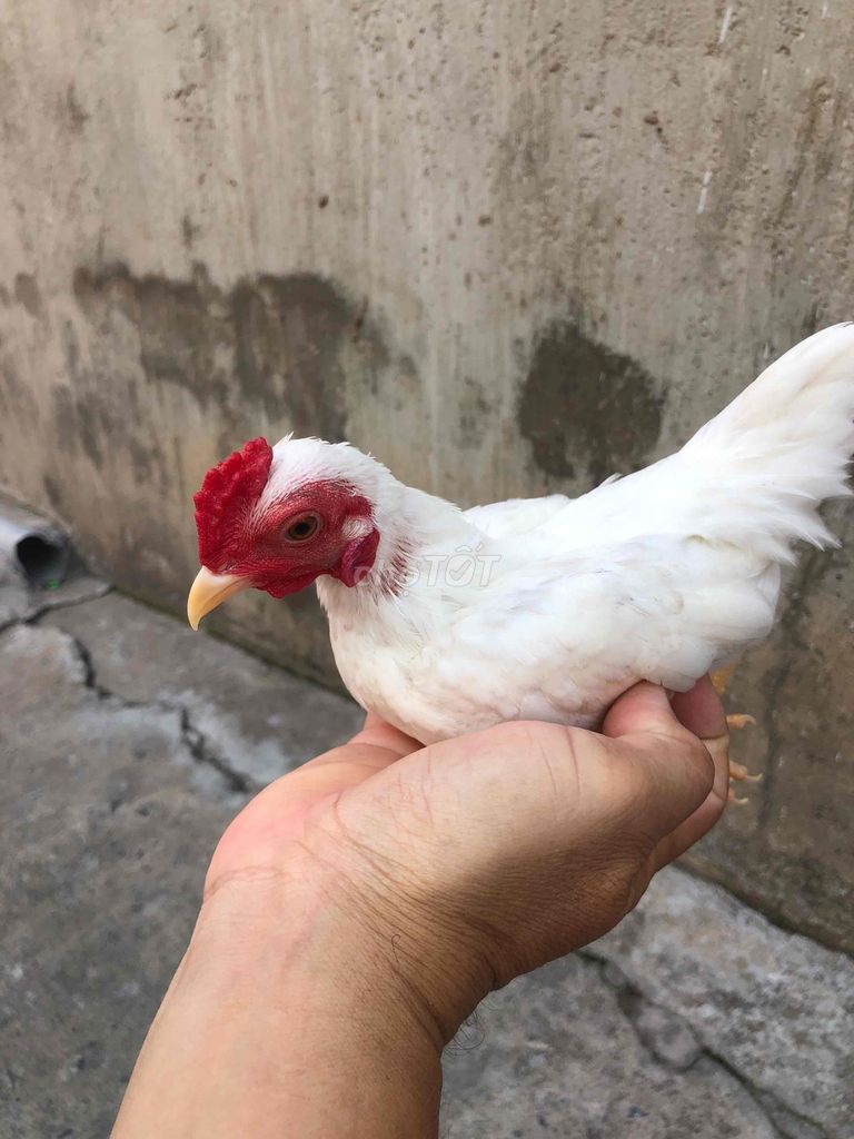Gà Serama nhỏ nhắn. Mua bán Gà tại Huyện Nhà Bè Tp Hồ Chí Minh được đăng bởi LÊ VĂN GIÀU hình 1