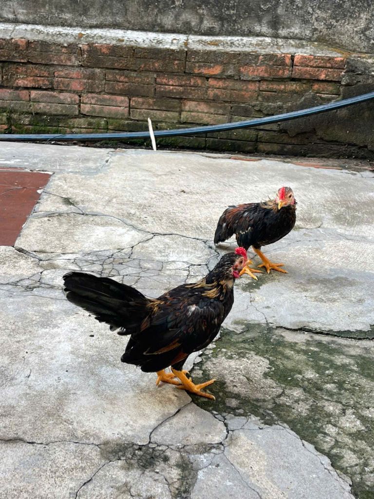 Bán gà tre bắc. Mua bán Gà tại Huyện Hóc Môn Tp Hồ Chí Minh được đăng bởi Huongbui hình 1