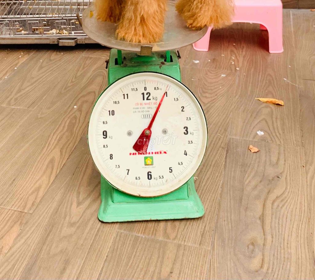 Chó Poodle Dòng Super Mirro Teacup Cái Tơ Siêu Nhỏ. Mua bán Chó tại Quận Gò Vấp Tp Hồ Chí Minh được đăng bởi Xe tự lái hình 4