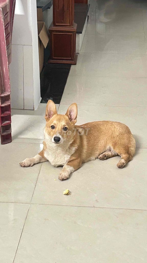 Chó Corgi đực 6 tháng tiêm đầy đủ. Mua bán Chó tại Quận Cẩm Lệ Đà Nẵng được đăng bởi NguyenThao hình 1