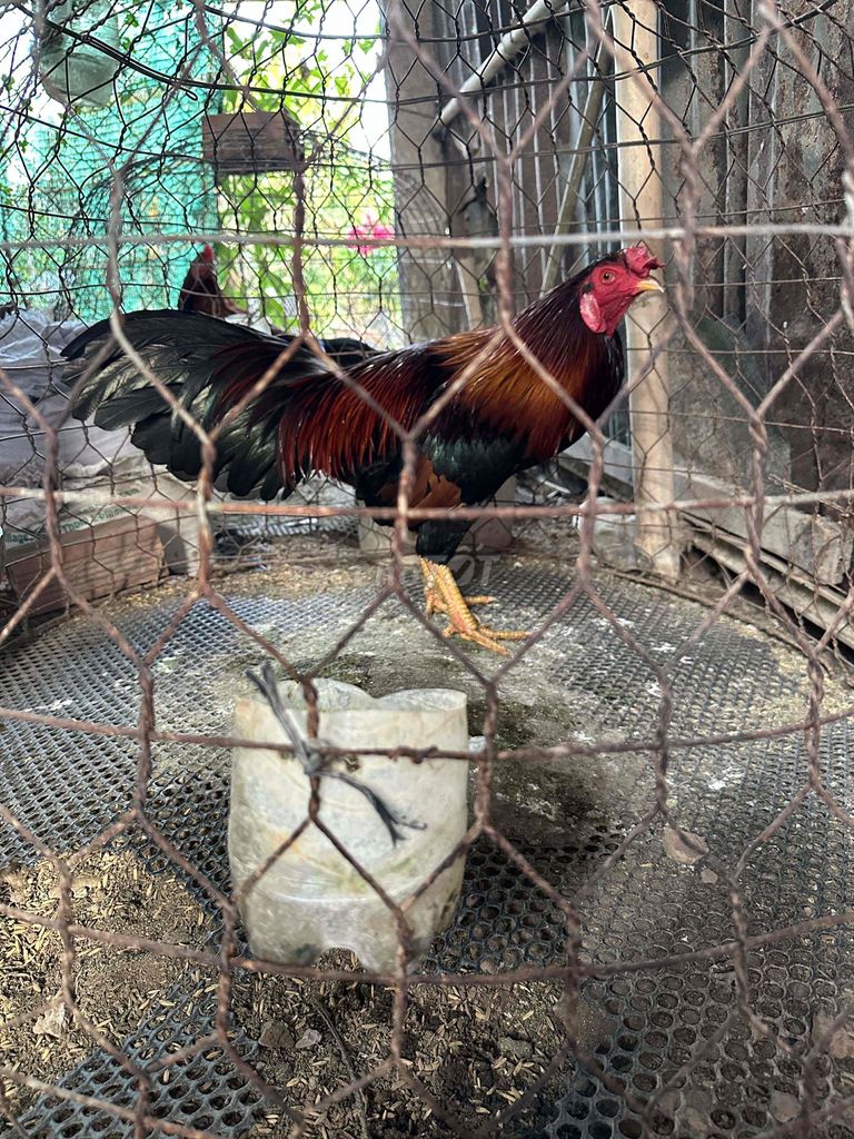 Gà chọi Nâu đen Đực 2.9kg. Mua bán Gà tại Huyện Gò Công Tây Tiền Giang được đăng bởi Nhứt  hình 1