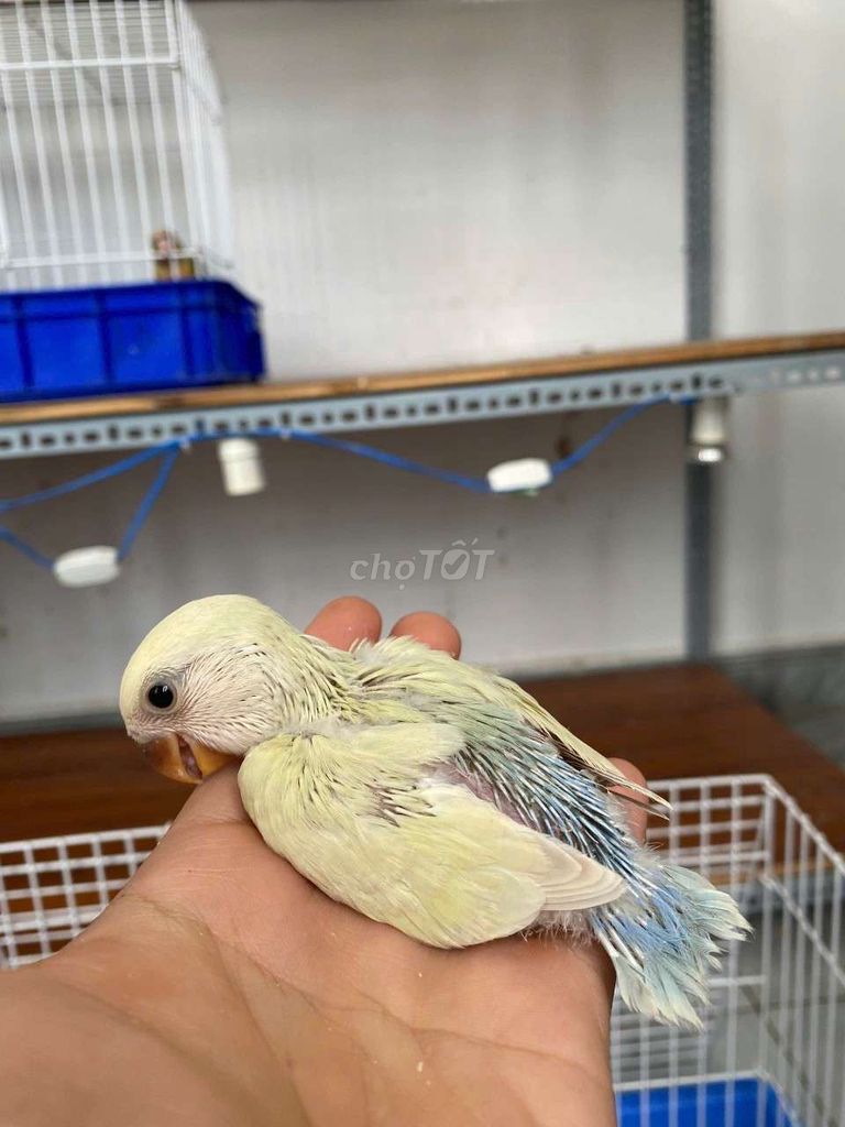 Vẹt lovebird non đút bột đẹp. Mua bán Chim tại Quận 12 Tp Hồ Chí Minh được đăng bởi Nguyễn Thị Diễm Hương hình 1