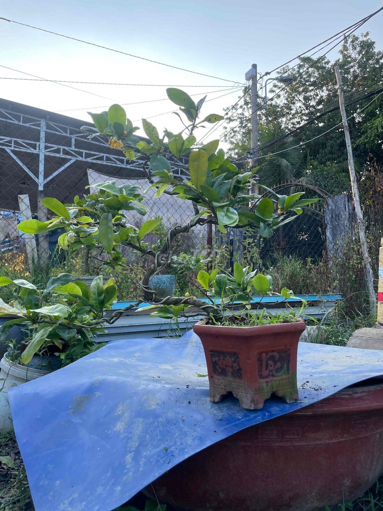 Mai cúc Vip bonsai để bàn. Mua bán Cây cảnh, đồ trang trí tại Quận 12 Tp Hồ Chí Minh được đăng bởi tan nguyen hình 1