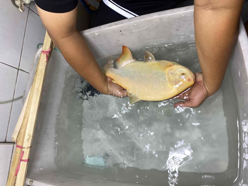 pacu size khủng