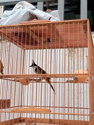 Bộ mào 4 mùa .. Mua bán Chim tại Huyện Đức Hòa Long An được đăng bởi Thành Đạt