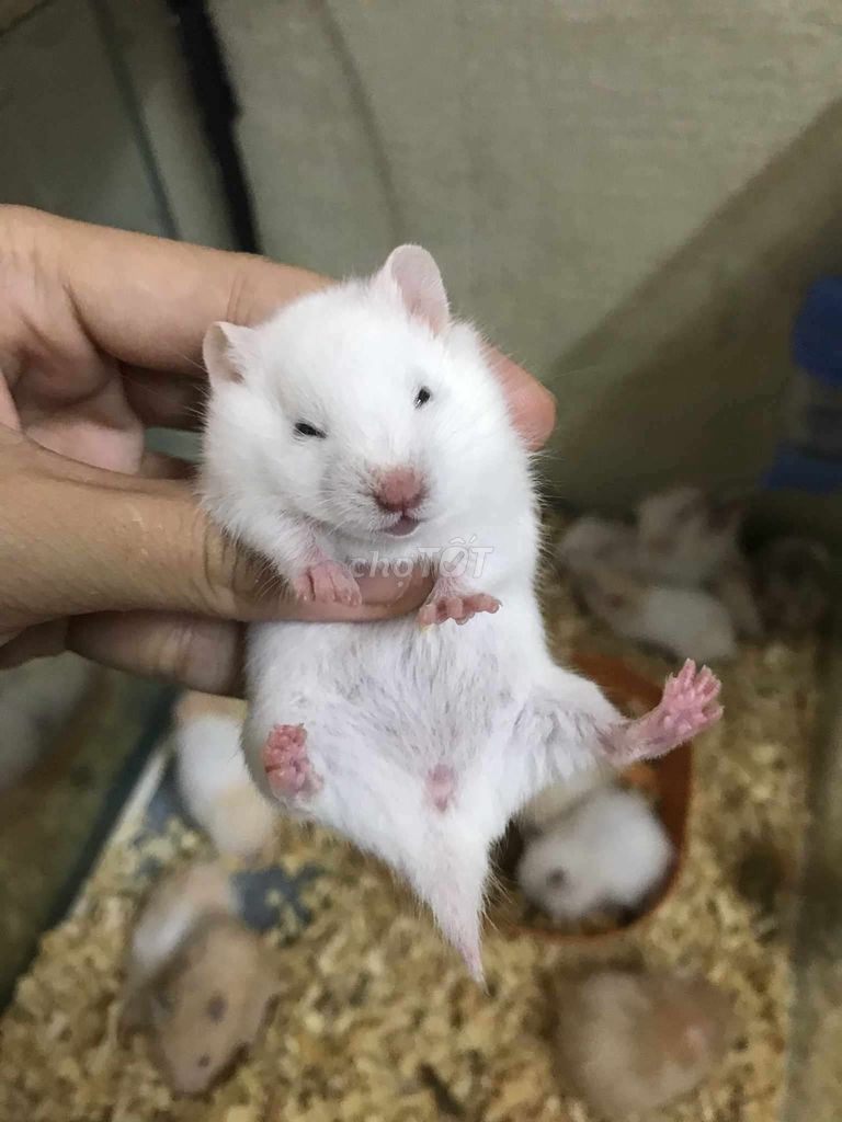 Hamster Bear Baby Trắng lông sát. Mua bán Thú cưng khác tại Quận Bình Tân Tp Hồ Chí Minh được đăng bởi Ở trọ bày đặt bán chụtt hình 1
