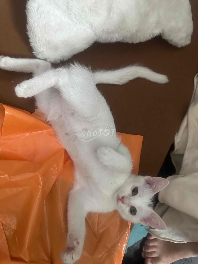 Mèo ta lai mèo anh lông dài. Mua bán Mèo tại Quận 12 Tp Hồ Chí Minh được đăng bởi Trần Ngọc trang hình 1