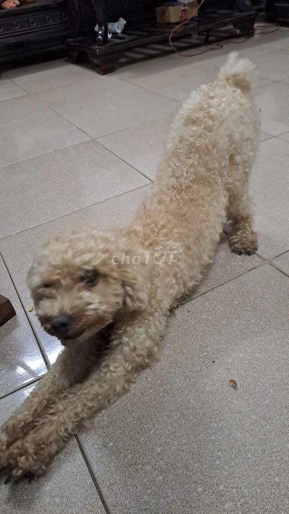Chó Poodle Nâu vàng đã tiêm phòng. Mua bán Chó tại Huyện Trảng Bom Đồng Nai được đăng bởi Nhật Khang hình 1
