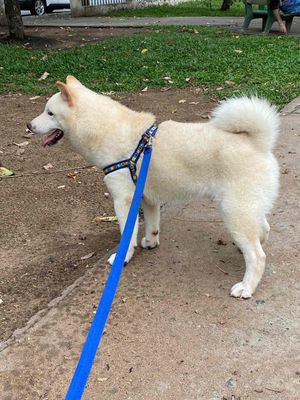 Chó Shiba Inu 10 tháng