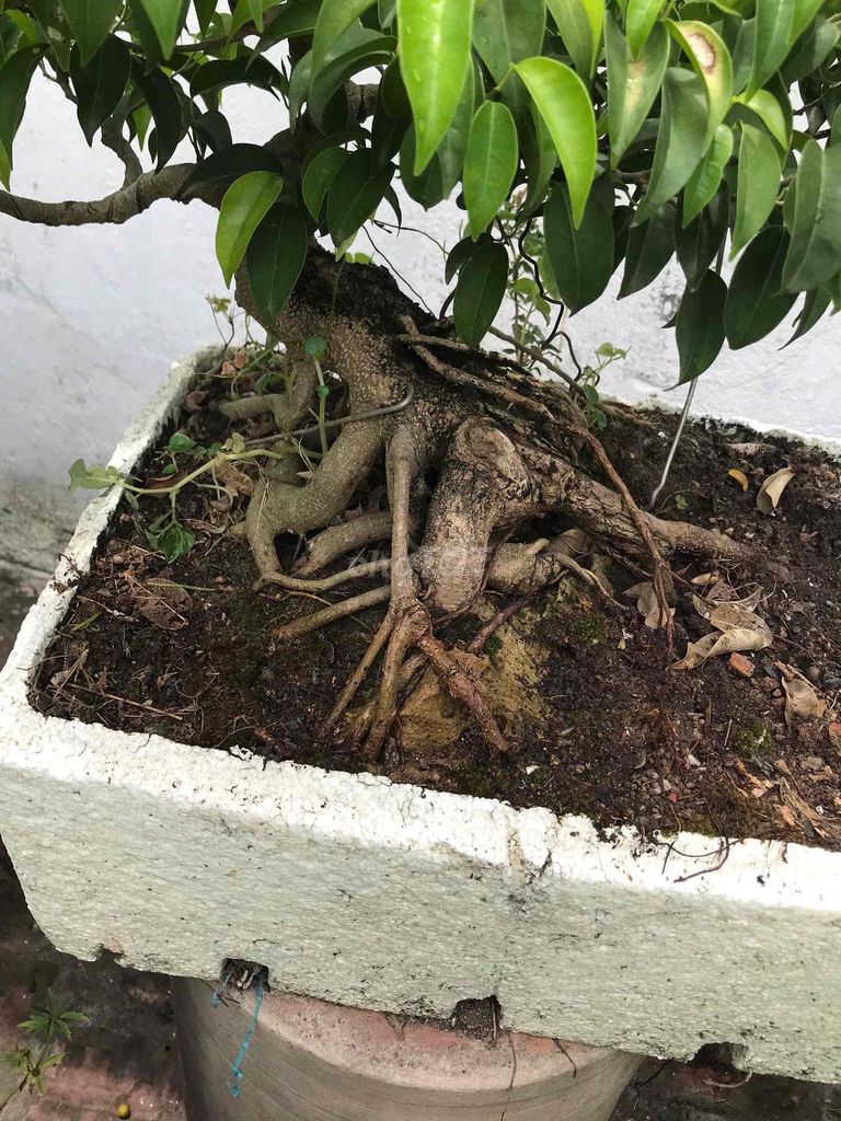 Cây cảnh bonsai dáng đẹp khỏe mạnh. Mua bán Cây cảnh, đồ trang trí tại Huyện Hoài Đức Hà Nội được đăng bởi anh vu hình 1