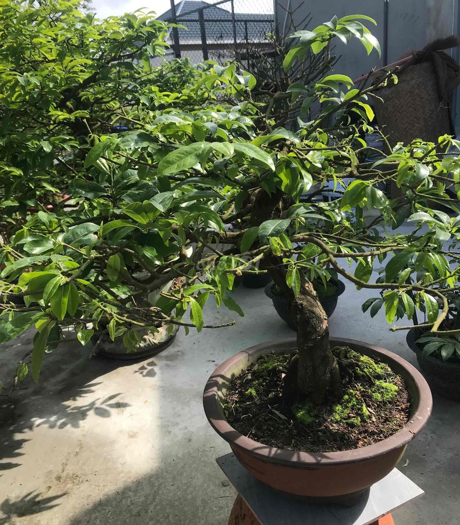 bán Mai đọt xanh Quảng Nam hoa 5 cánh bông chùm. Mua bán Cây cảnh, đồ trang trí tại Thị xã Điện Bàn Quảng Nam được đăng bởi mai vàng đam mê hình 1