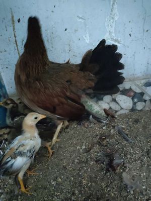 Bầy gà mỹ chân vàng cả mẹ và 4 con