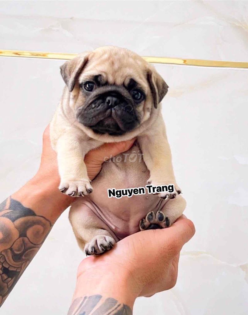 pug xệ ú lùn