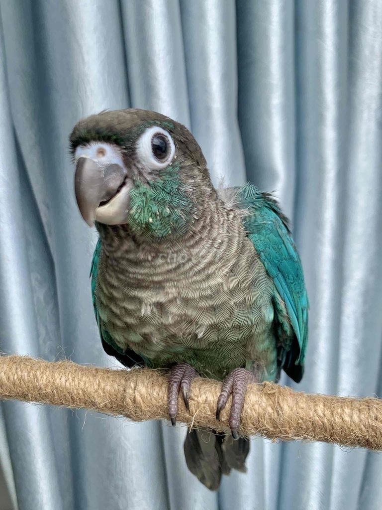 Vẹt Blue Greencheck Xanh lá. Mua bán Chim tại Quận Phú Nhuận Tp Hồ Chí Minh được đăng bởi Huynh Anh hình 1