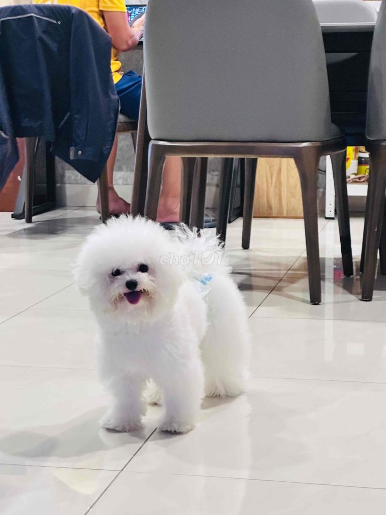 Chó Bichon đực 15 tháng. Mua bán Chó tại Huyện Bình Chánh Tp Hồ Chí Minh được đăng bởi Bảo Châu hình 1