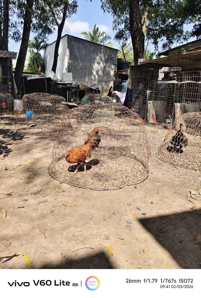 Gà chọi Cuban lai Que lau 1k560. Mua bán Gà tại Thành phố Dĩ An Bình Dương được đăng bởi Nguyễn quốc Tuấn hình 1