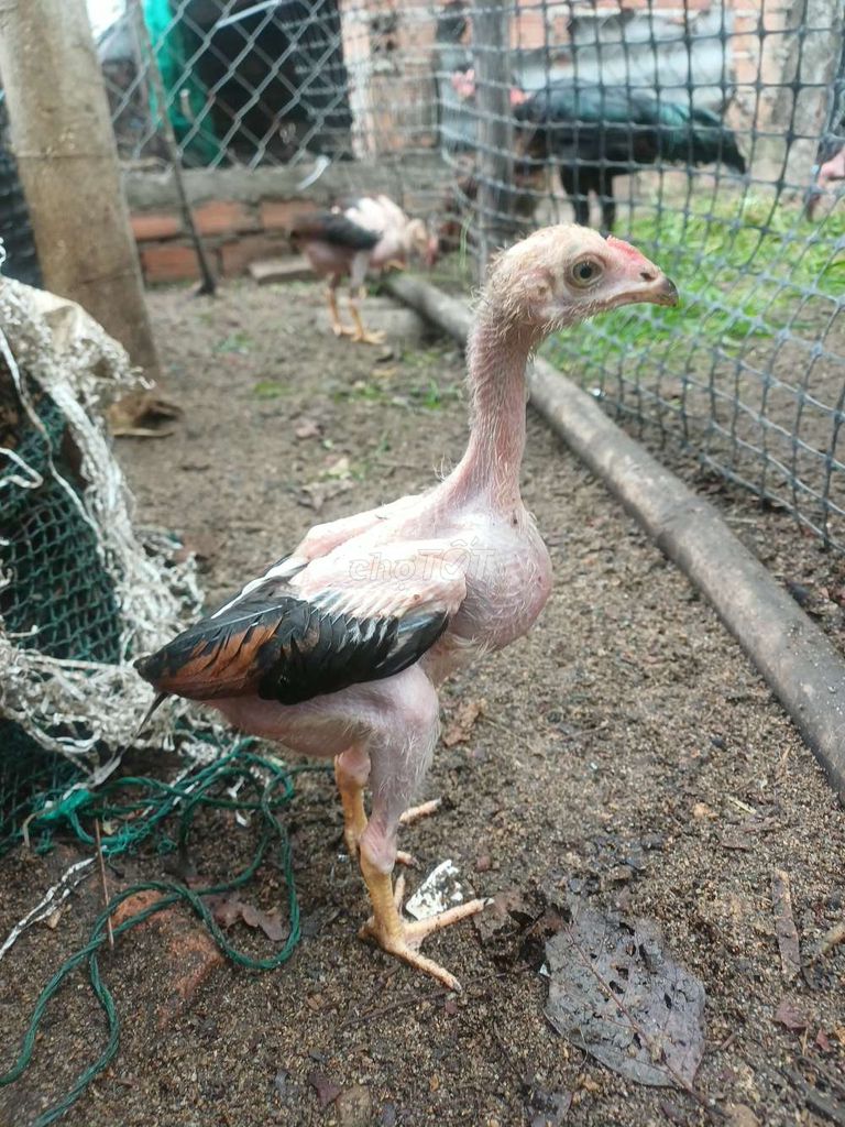 Gà chọi Tía Con Trống . Mua bán Gà tại Thành phố Tuy Hòa Phú Yên được đăng bởi Huỳnh Thanh Phong  hình 1
