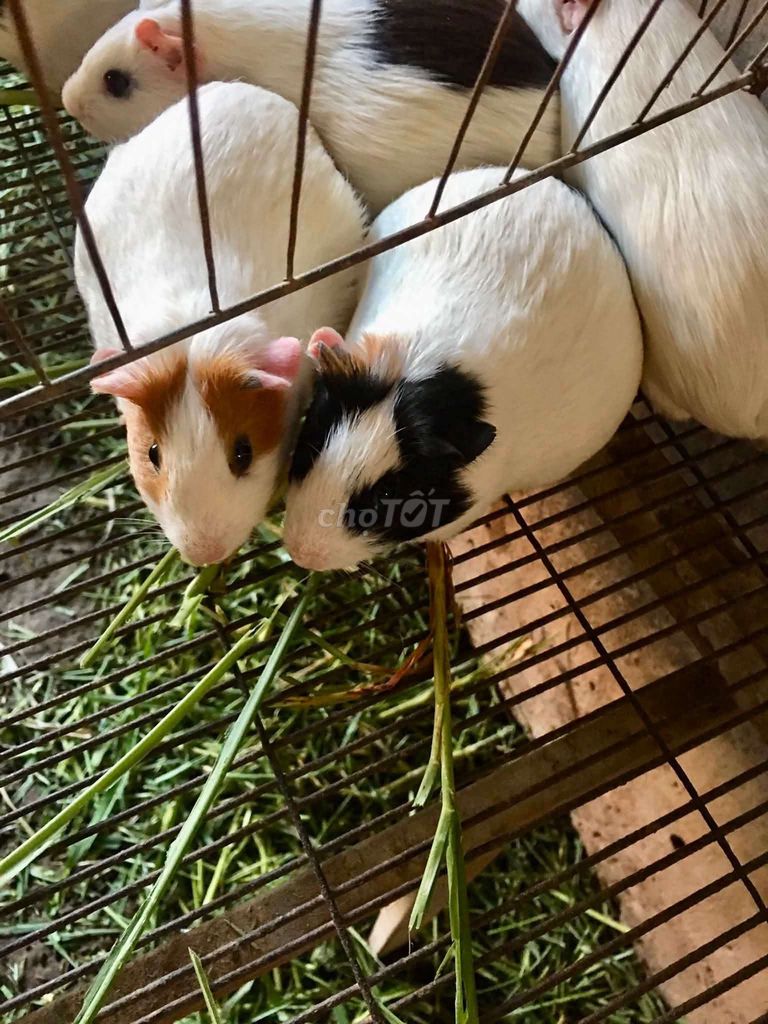 Chuột lang nhiều màu. Mua bán Thú cưng khác tại Thành phố Vinh Nghệ An được đăng bởi CHUỘT LANG HOÀNG LONG hình 1