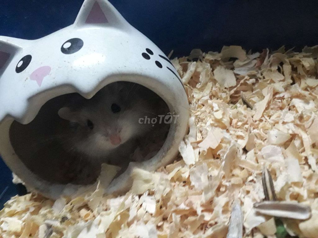 Chuột hamster robo Quận 8