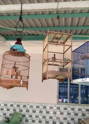 Chim sâu mái hót đấu. Mua bán Chim tại Quận Bình Tân Tp Hồ Chí Minh được đăng bởi Tấn Lực