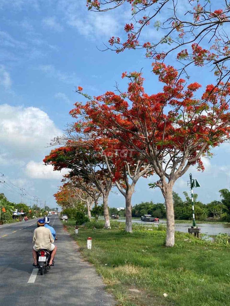 Bán nền đất QL80 Đồng Tháp Bán nền đất QL80 Đồng Tháp