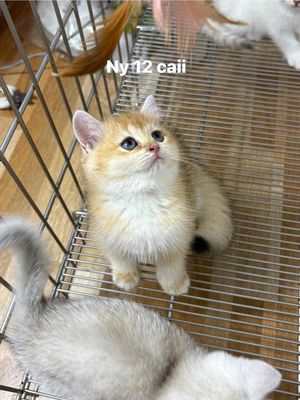 Mèo anh lông ngắn golden thuần chủng ny12. Mua bán Mèo tại Thành phố Tây Ninh Tây Ninh được đăng bởi nguyễn thị thu vân