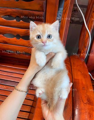 Mèo Anh lông ngắn thuần chủng Golden