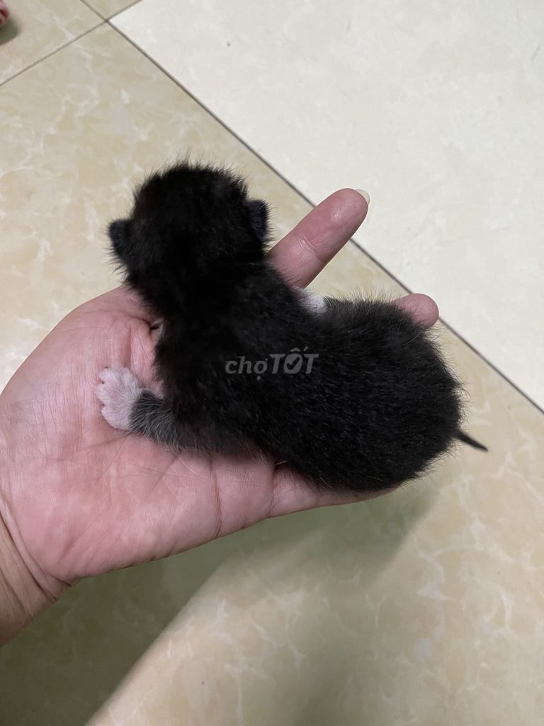 Mèo con đen. Mua bán Mèo tại Thành phố Quảng Ngãi Quảng Ngãi được đăng bởi Huyền hình 1