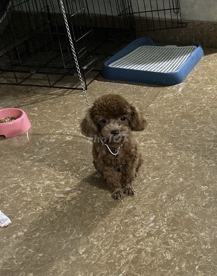 Chó Poodle Tini đực 1 tuổi đã tiêm. Mua bán Chó tại Huyện Gia Lâm Hà Nội được đăng bởi Ngọc hương Nguyễn hình 1