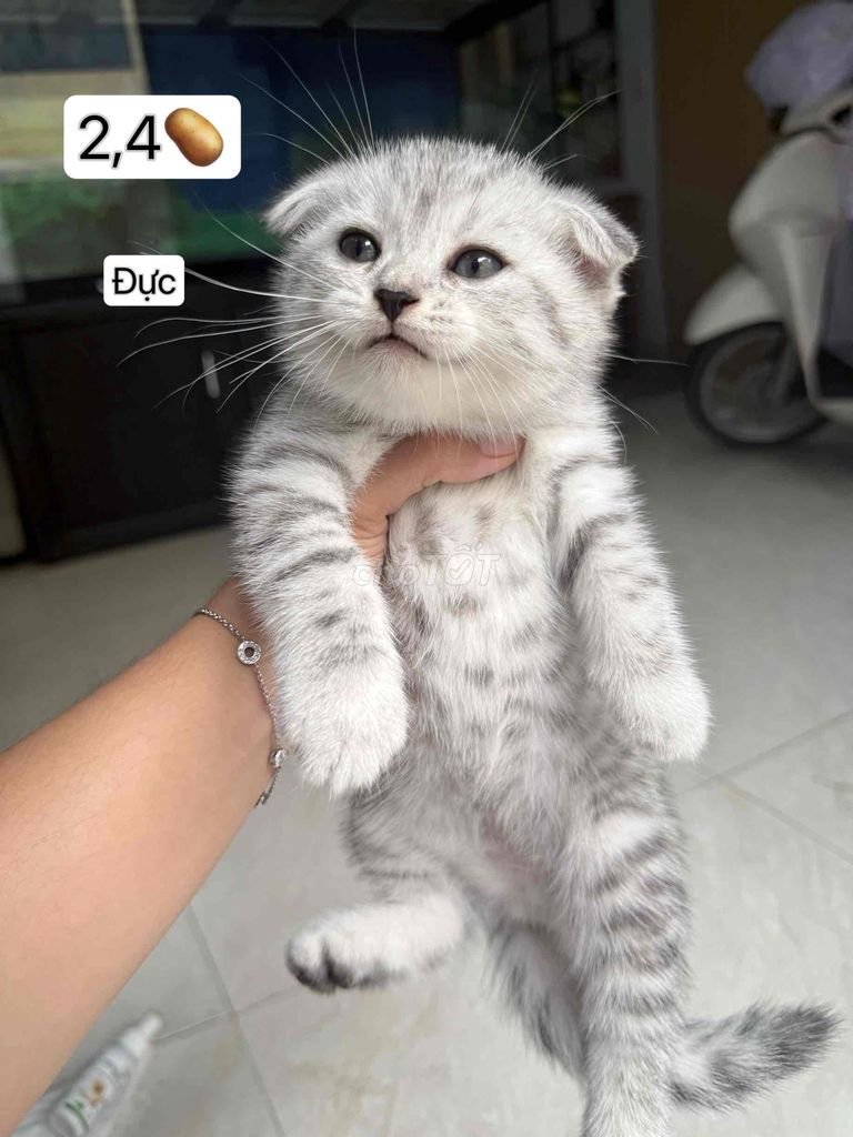 Mèo anh lông ngắn golden, silver
