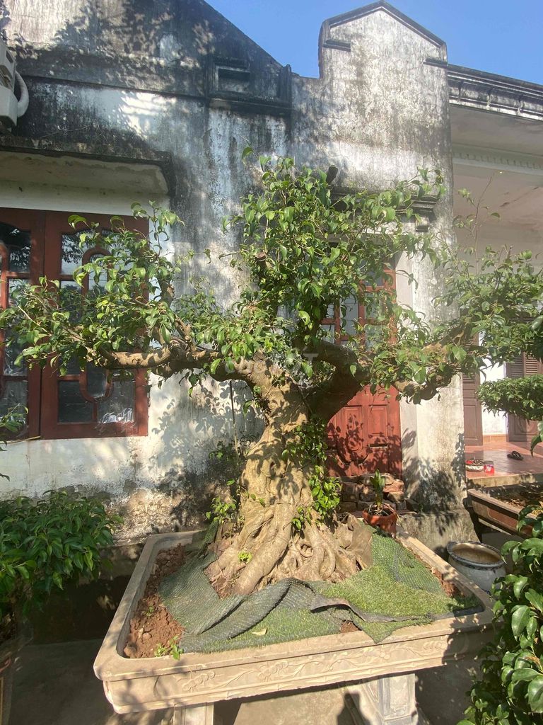 Cây sanh hoàn thiện và già khụ. Mua bán Cây cảnh, đồ trang trí tại Huyện Ý Yên Nam Định được đăng bởi Tuấn hình 1