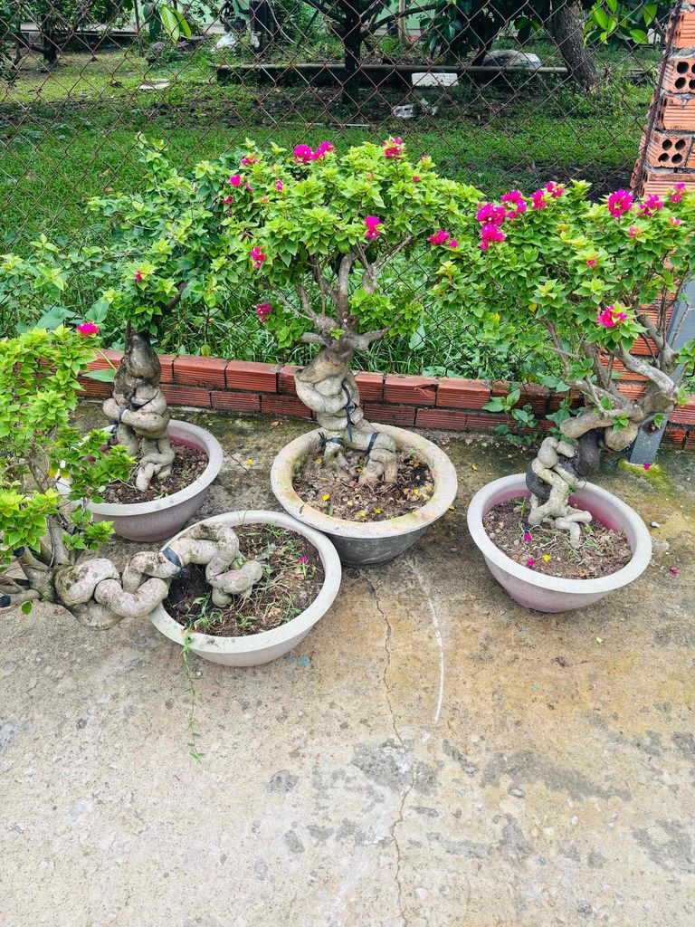lô 8 gốc giấy quái. Mua bán Cây cảnh, đồ trang trí tại Huyện Long Thành Đồng Nai được đăng bởi Phan Thanh Phuc hình 1