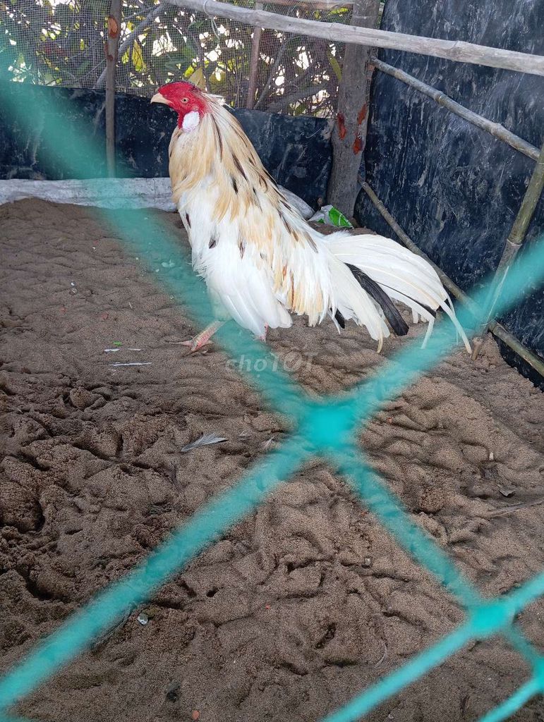 Gà chọi trống màu Trắng, vàng. Mua bán Gà tại Thành phố Cà Mau Cà Mau được đăng bởi trại gà mỹ ca mau  hình 1