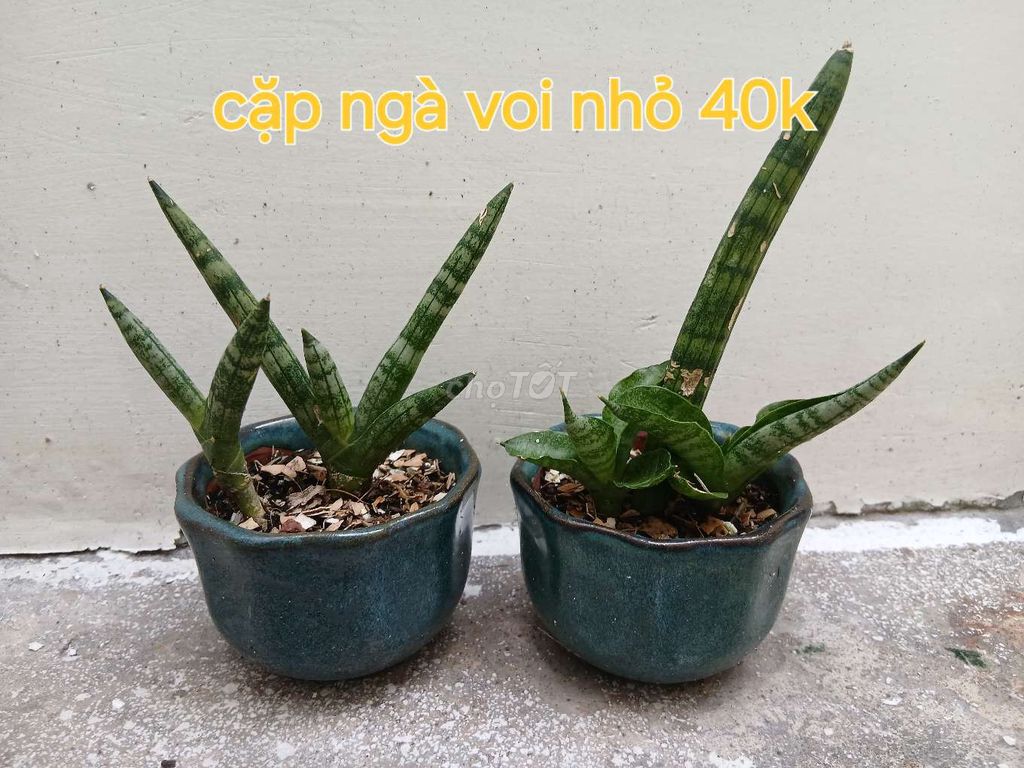 Cây lưỡi hổ chậu Gốm sứ Xanh. Mua bán Cây cảnh, đồ trang trí tại Quận 11 Tp Hồ Chí Minh được đăng bởi Từ thuý hoàn  hình 1