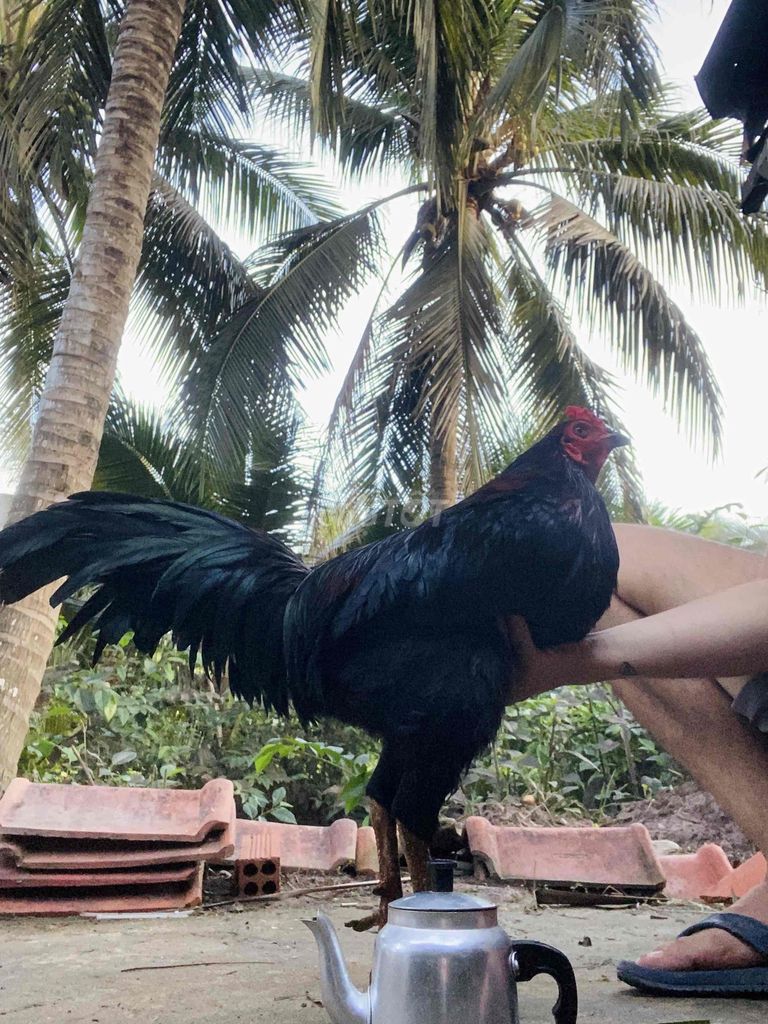 Ô que 3ki hơn. Mua bán Gà tại Huyện Ba Tri Bến Tre được đăng bởi Tin hình 1