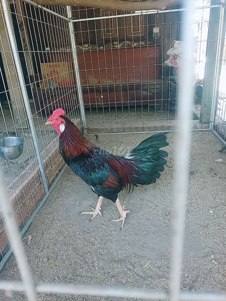 Gà đá Điều xanh 2.7kg. Mua bán Gà tại Huyện Mỹ Tú Sóc Trăng được đăng bởi phan văn tiền  hình 1