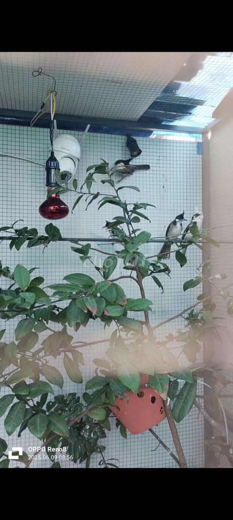 Chim chào mào non 1 tháng tuổi. Mua bán Chim tại Quận Bình Thạnh Tp Hồ Chí Minh được đăng bởi Hoàng Chiến hình 1