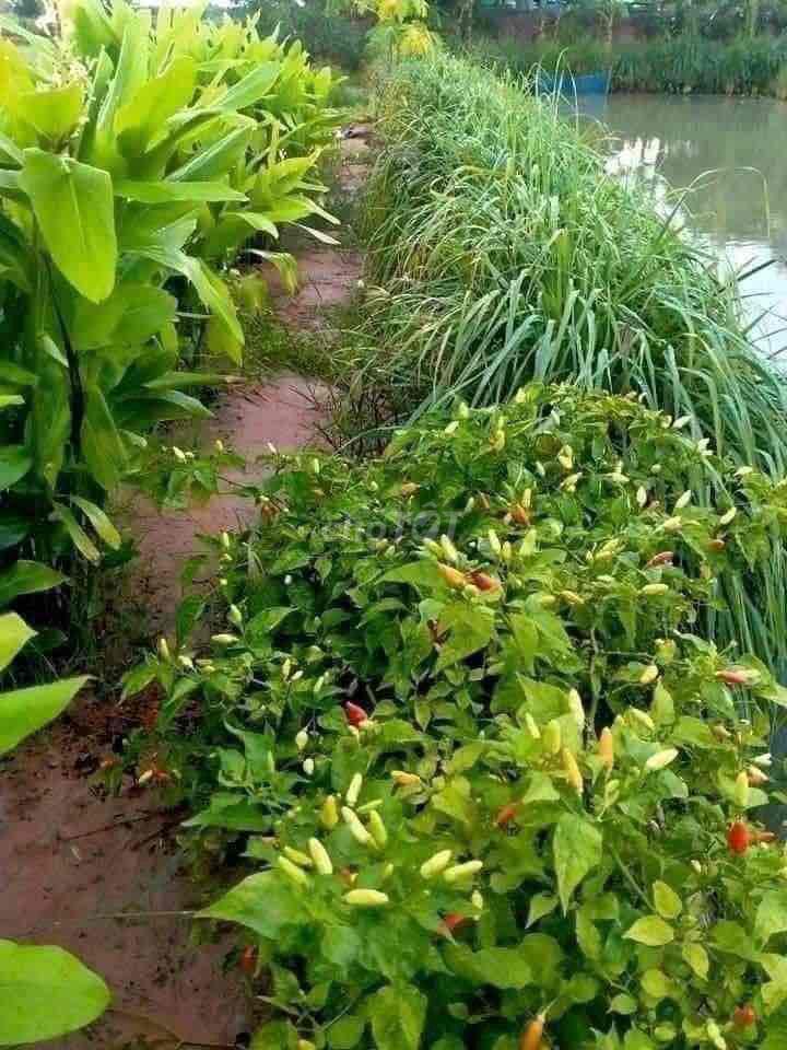 Đất vườn sổ Hồng riêng giá siêu ngộp ở Bình Phước