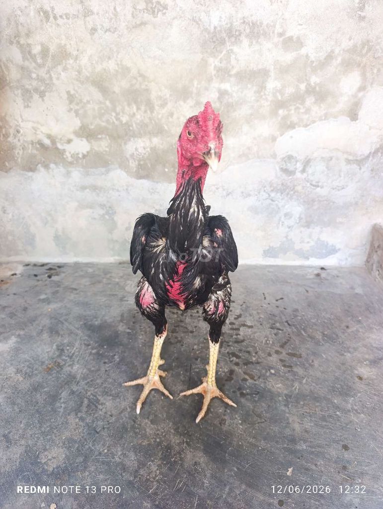 Gà Tía chân vàng, 3kg1. Mua bán Gà tại Huyện Tuy Phước Bình Định được đăng bởi Đạt Bình Định hình 1